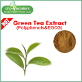 Natural green tea extract with polyphenol